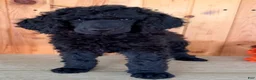 Standard Poodle dogs for sale: Gibbs - Ad 5