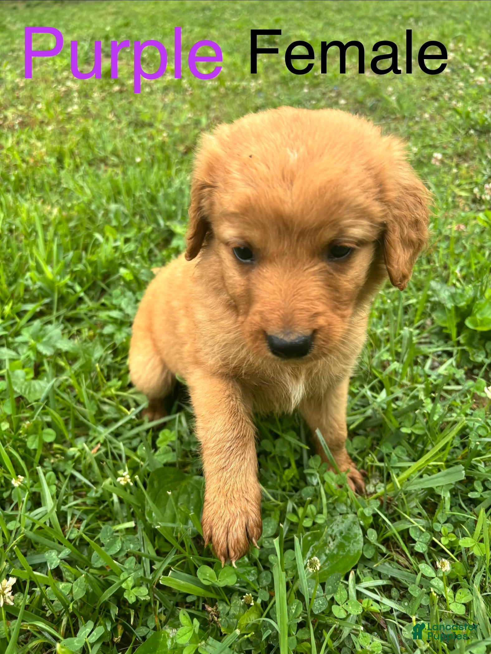 Bernedoodle dogs Bernedoodle Puppy 5 - Ad 1