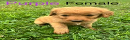 Bernedoodle dogs for sale: Bernedoodle Puppy 3 - Ad 15