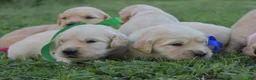 Golden Retriever dogs for sale: Golden Retriever 5 - Ad 17