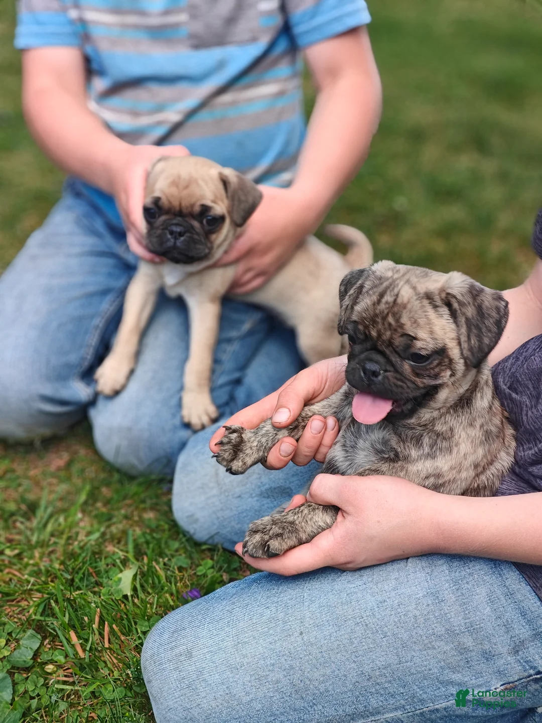 Pug dogs for sale: Trix - Ad 4