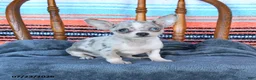 Chihuahua dogs for sale: Sammy - Ad 1