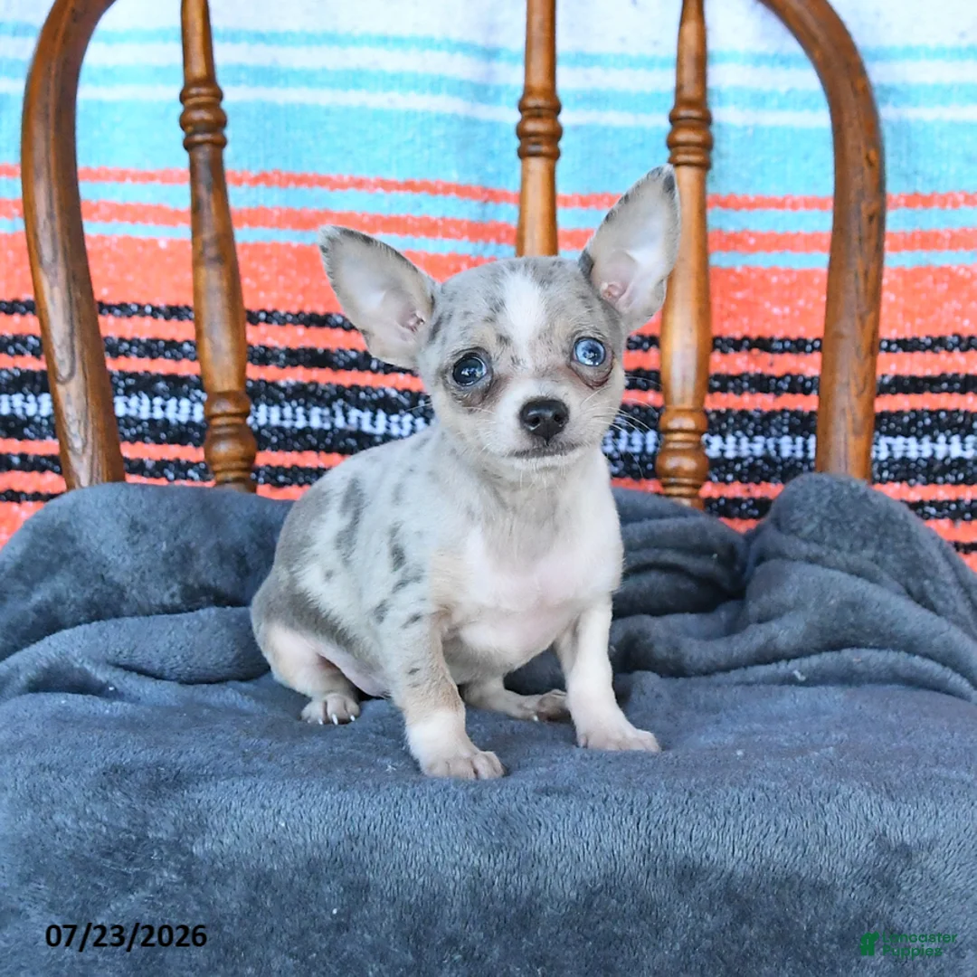Chihuahua dogs for sale: Sammy - Ad 1