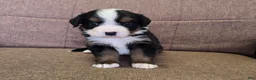 Miniature Bernese Mountain Dog dogs for sale: Tom Collins - Ad 30
