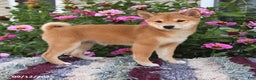 Shiba Inu dogs for sale: Isabelle - Ad 3