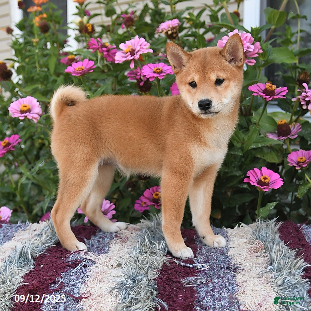 Shiba Inu dogs for sale: Isabelle - Ad 3