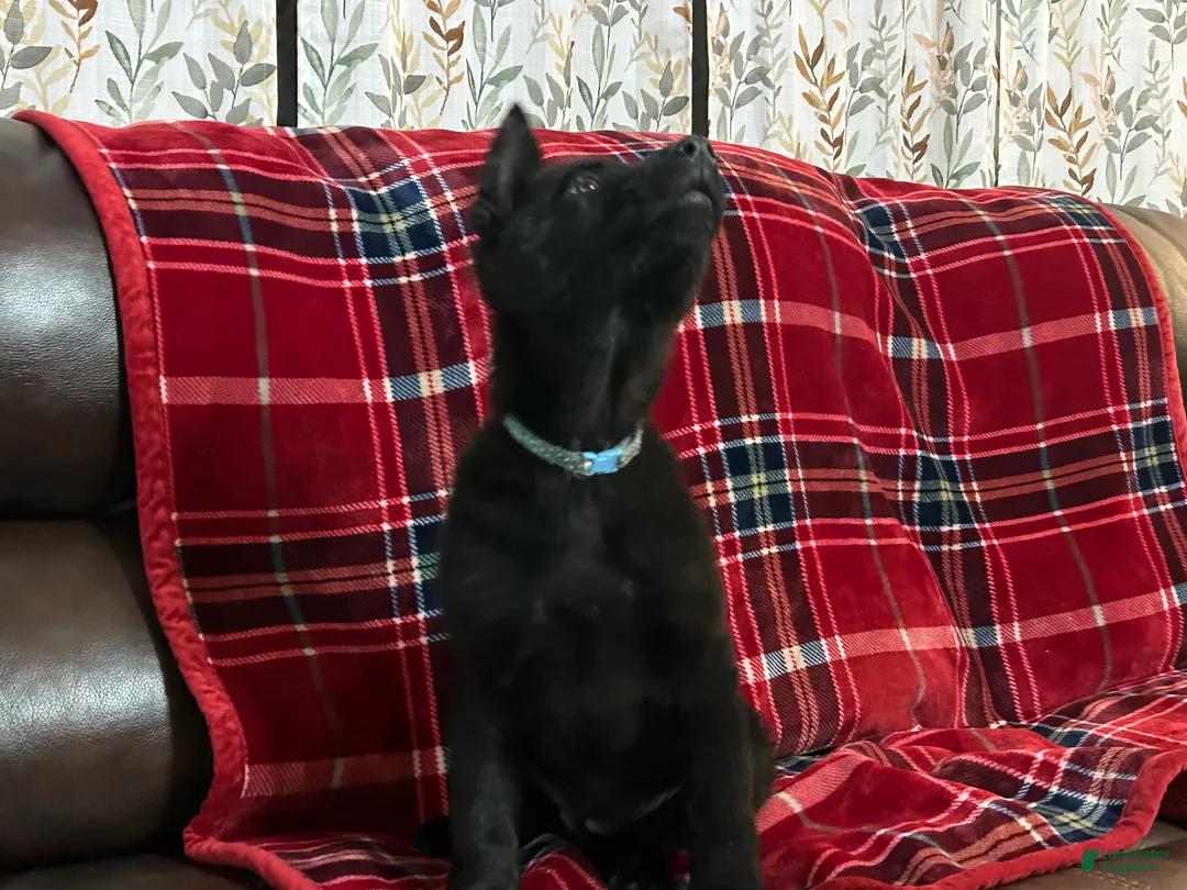 German Shepherd dogs for sale: Cody/Willow Light Blue - Ad 2