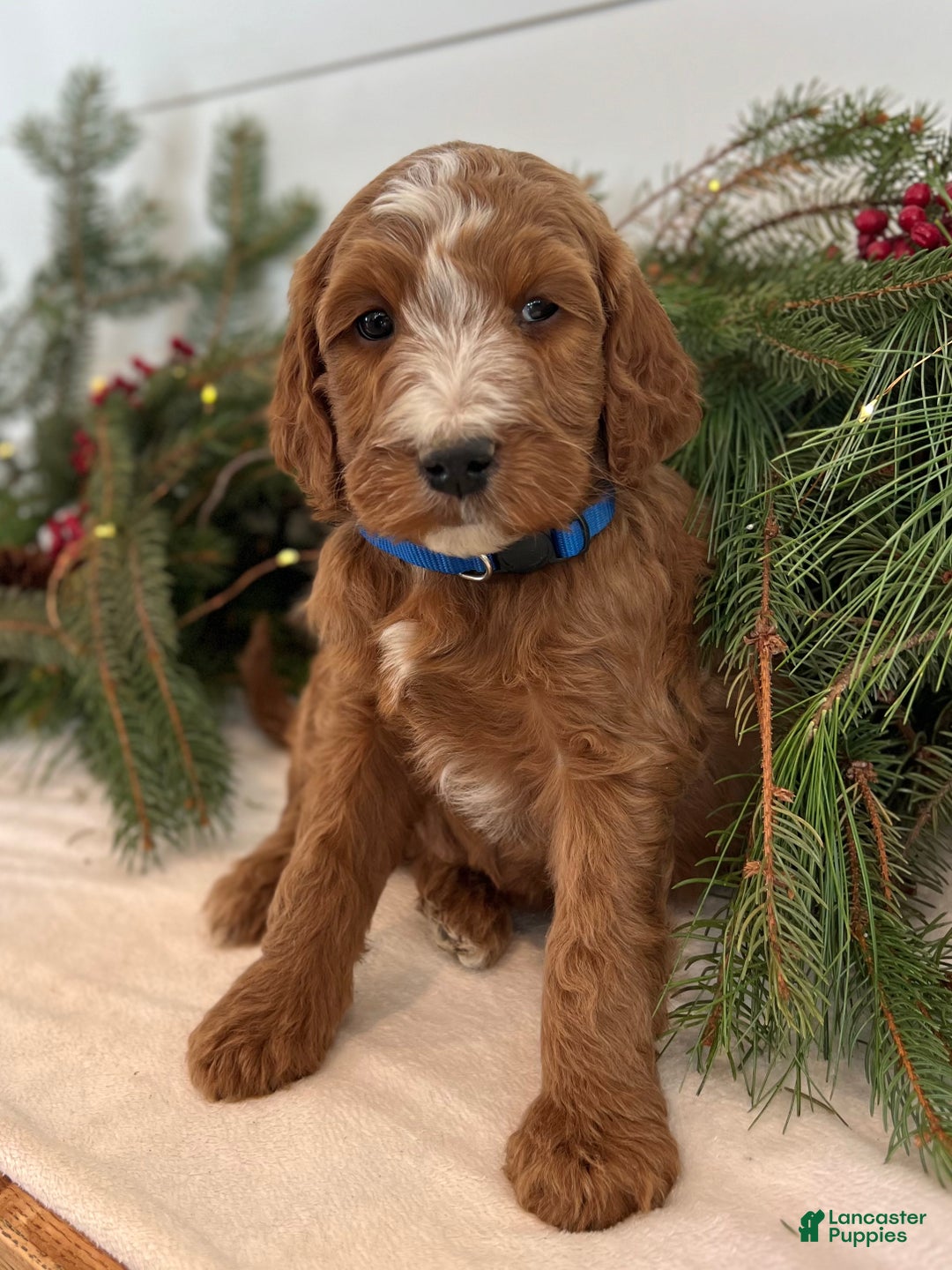 Irish Doodle dogs for sale: Theodore  - Ad 8