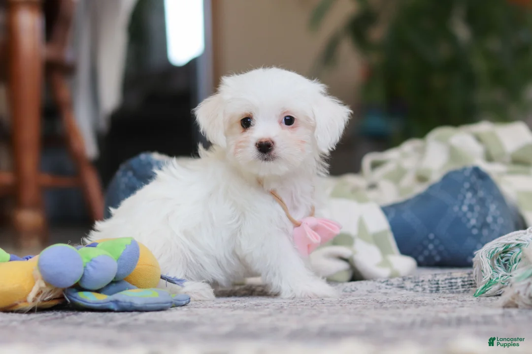 Morkie dogs for sale: Holly - Ad 2