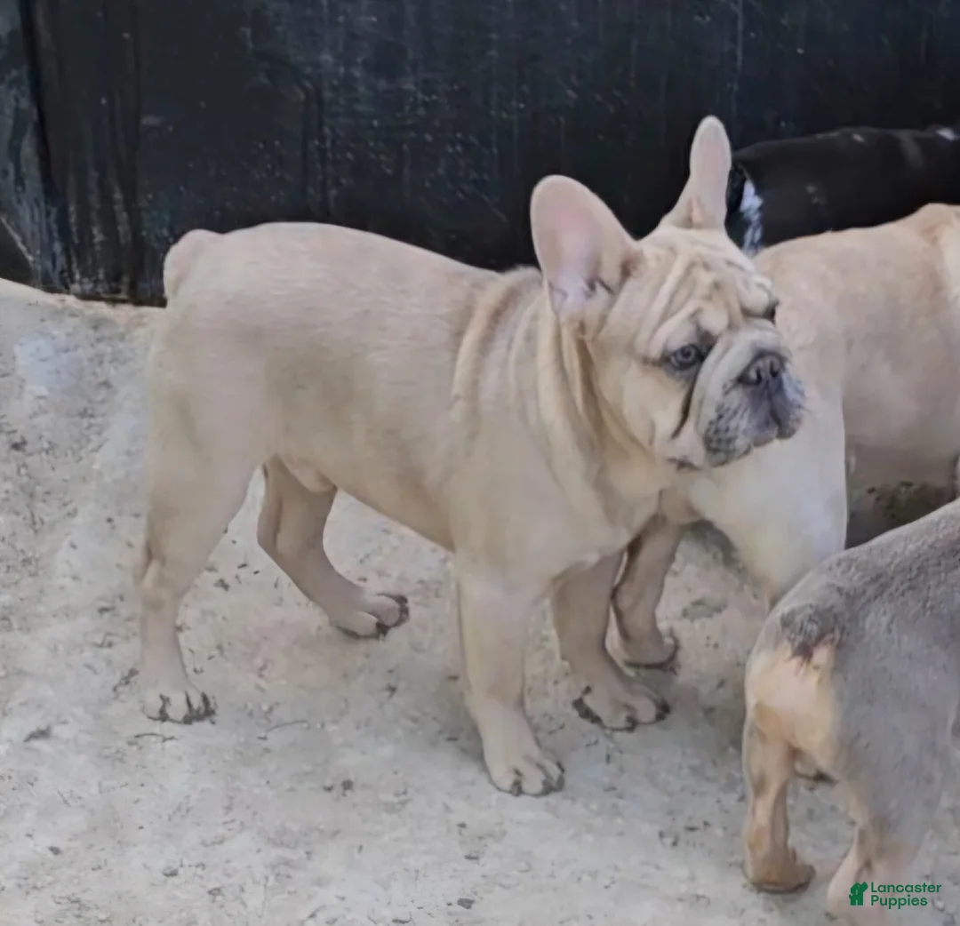 French Bulldog dogs for sale: French Bulldog Puppy 1 - Ad 8