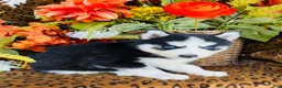 Siberian Husky dogs for sale: Maci - Ad 2