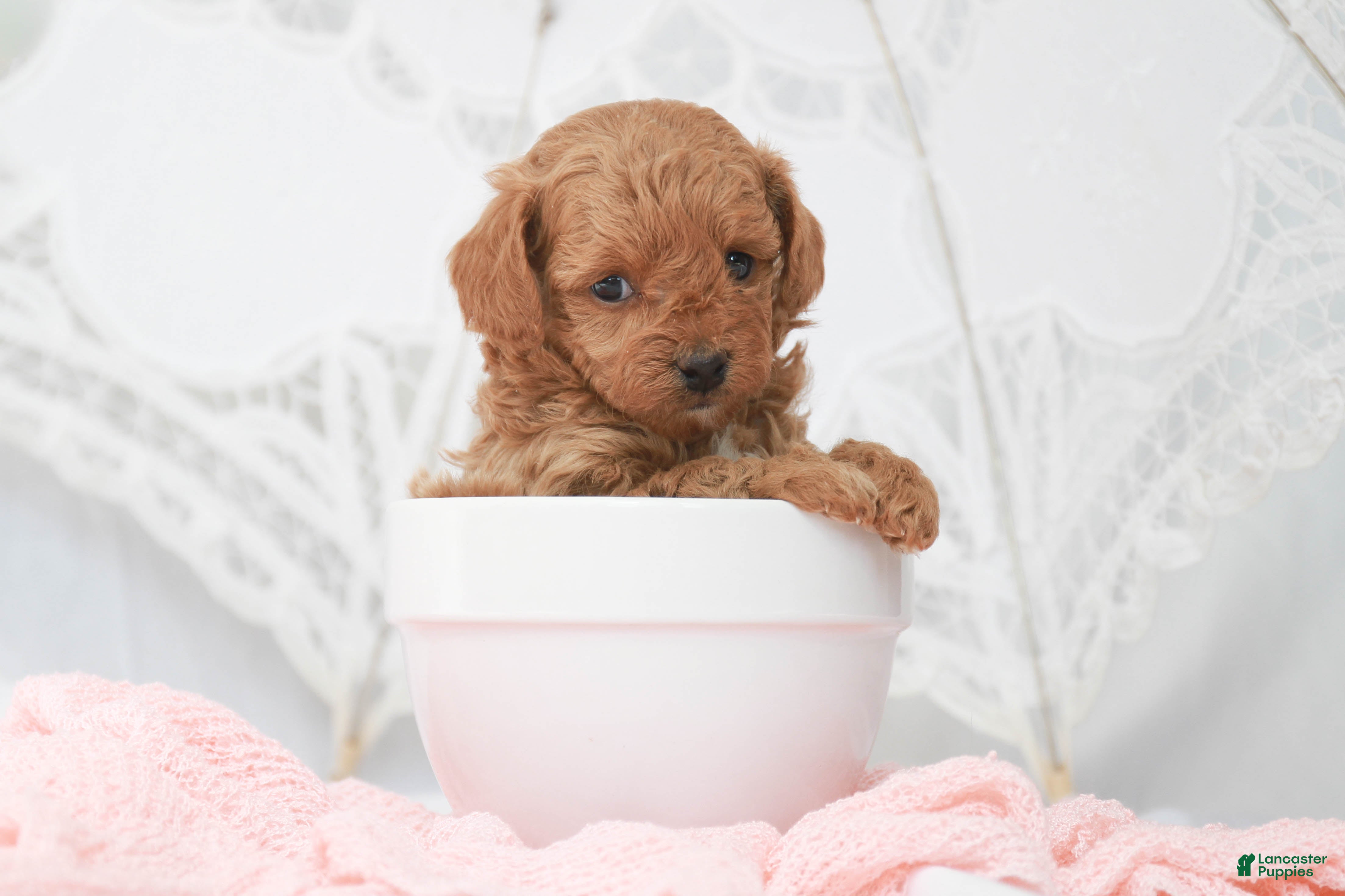 Toy Poodle dogs Macy - Ad 2