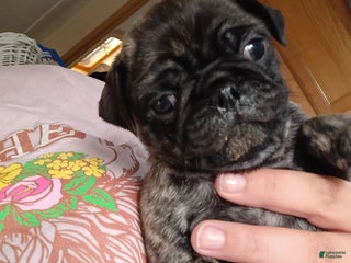 Pug dogs Pug Puppy 2 - Ad 42