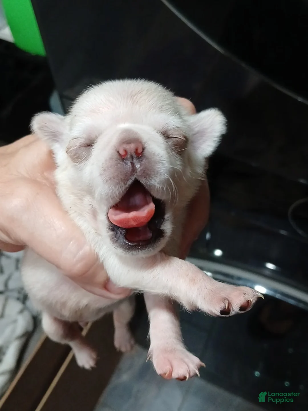 Pug dogs for sale: Pug Male 1 - Ad 1