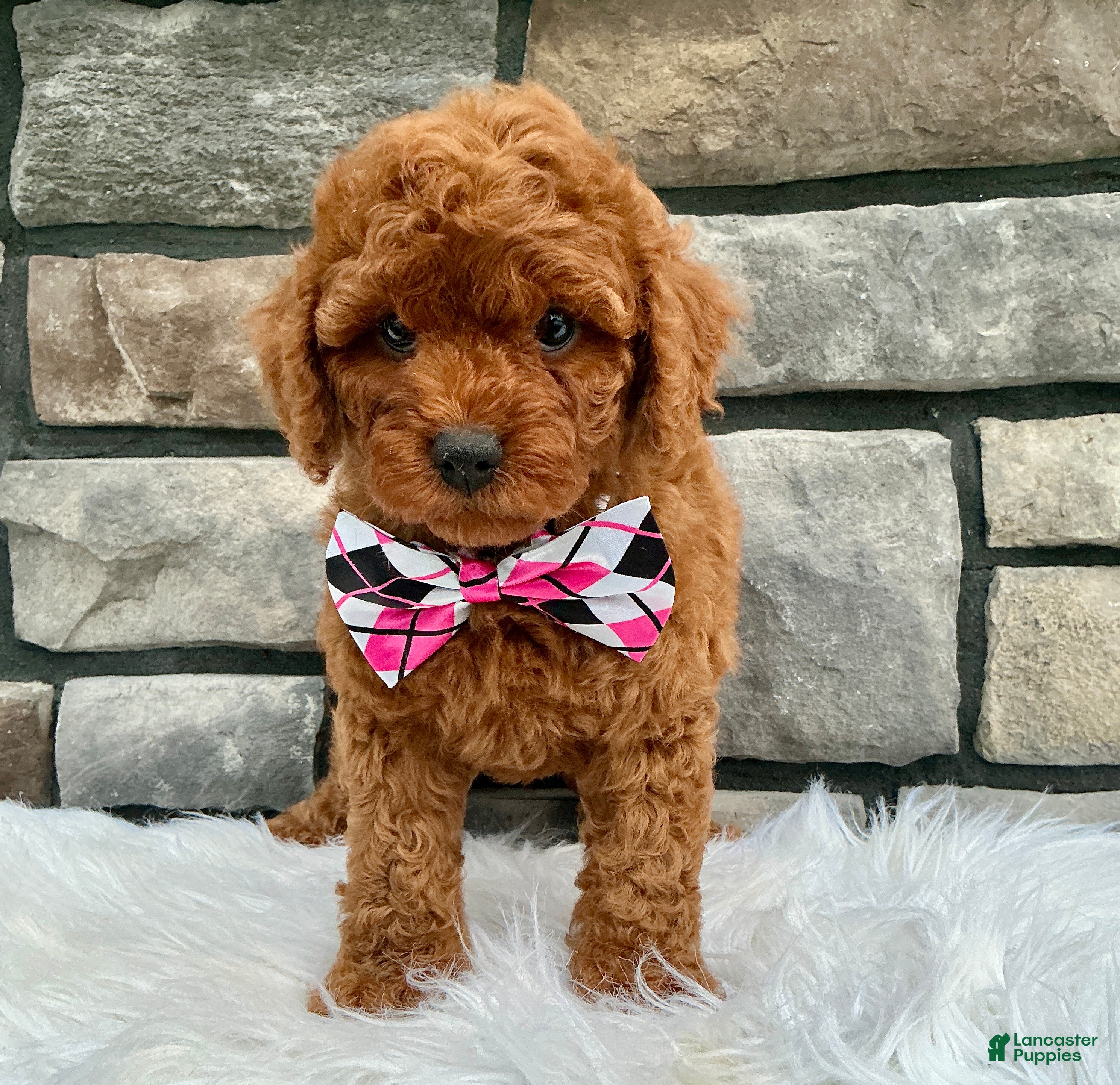 Cavapoo dogs Bella - Ad 2