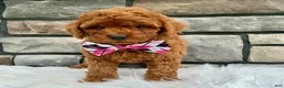 Cavapoo dogs for sale: Bella - Ad 2