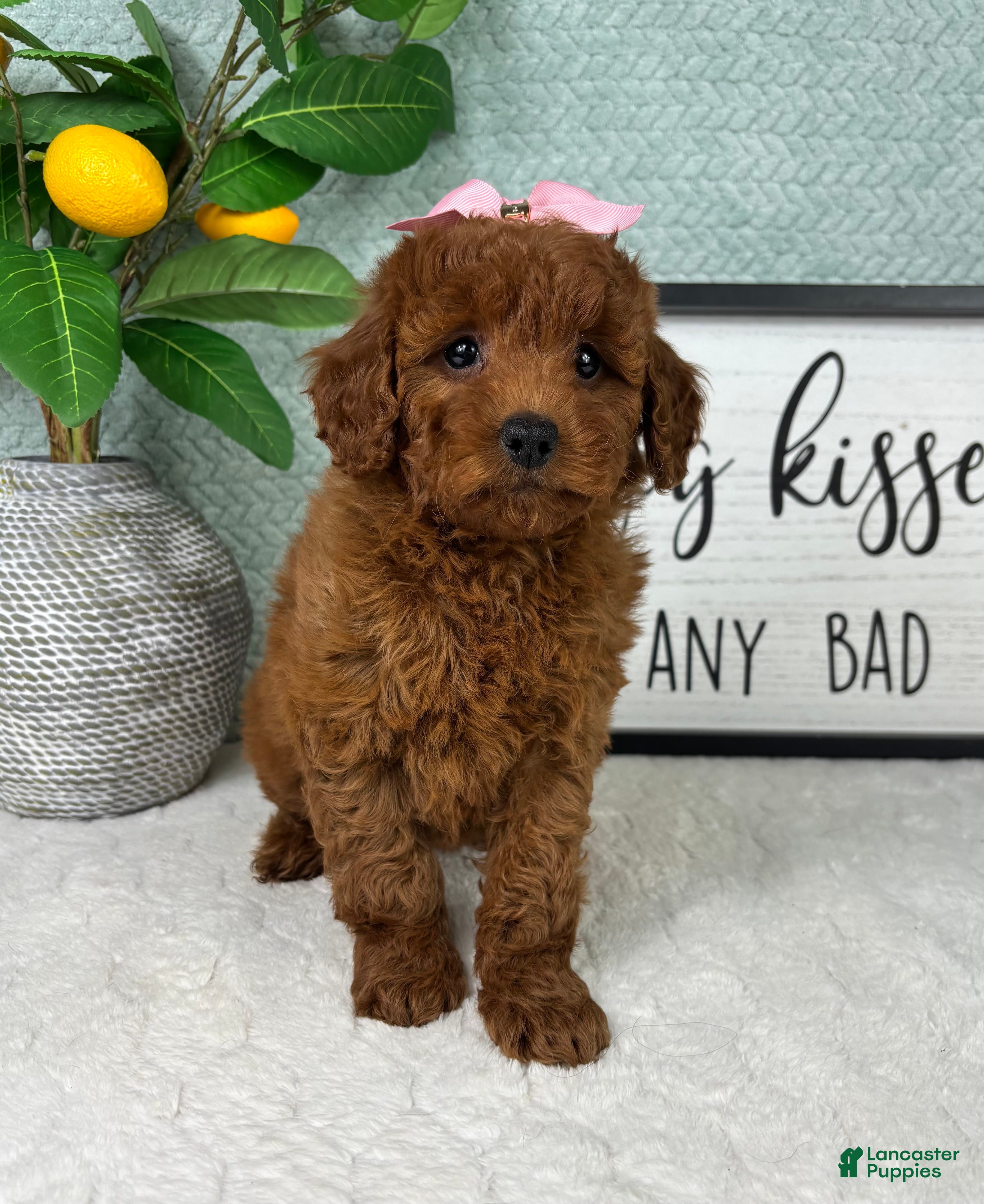 Mini Goldendoodle dogs Gigi - Ad 7