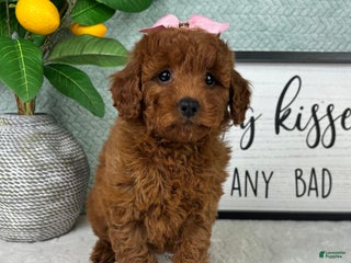 Mini Goldendoodle dogs Gigi - Ad 7