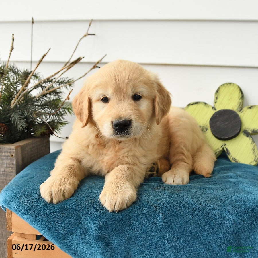 Golden Retriever dogs Maple   - Ad 1