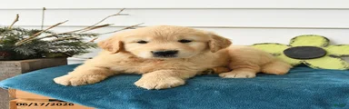 Maple  