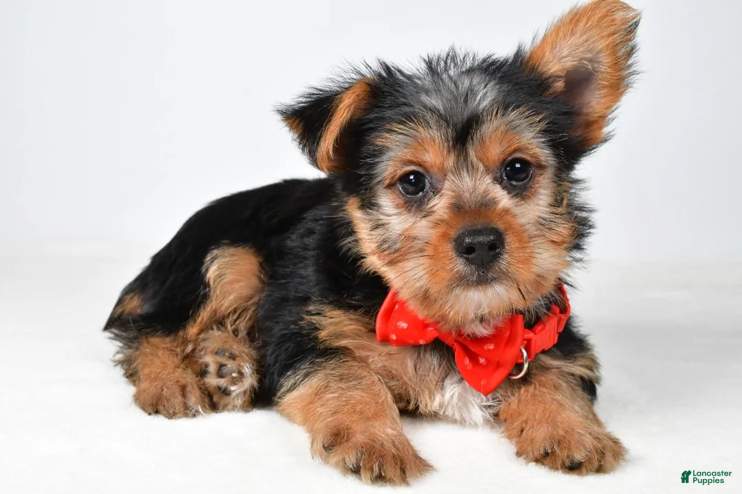 Yorkshire Terrier dogs for sale: Rizzo - Ad 1