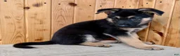 German Shepherd dogs for sale: Percy - Ad 6