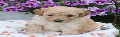 Fluffy