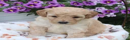 Mini Goldendoodle dogs for sale: Fluffy - Ad 1