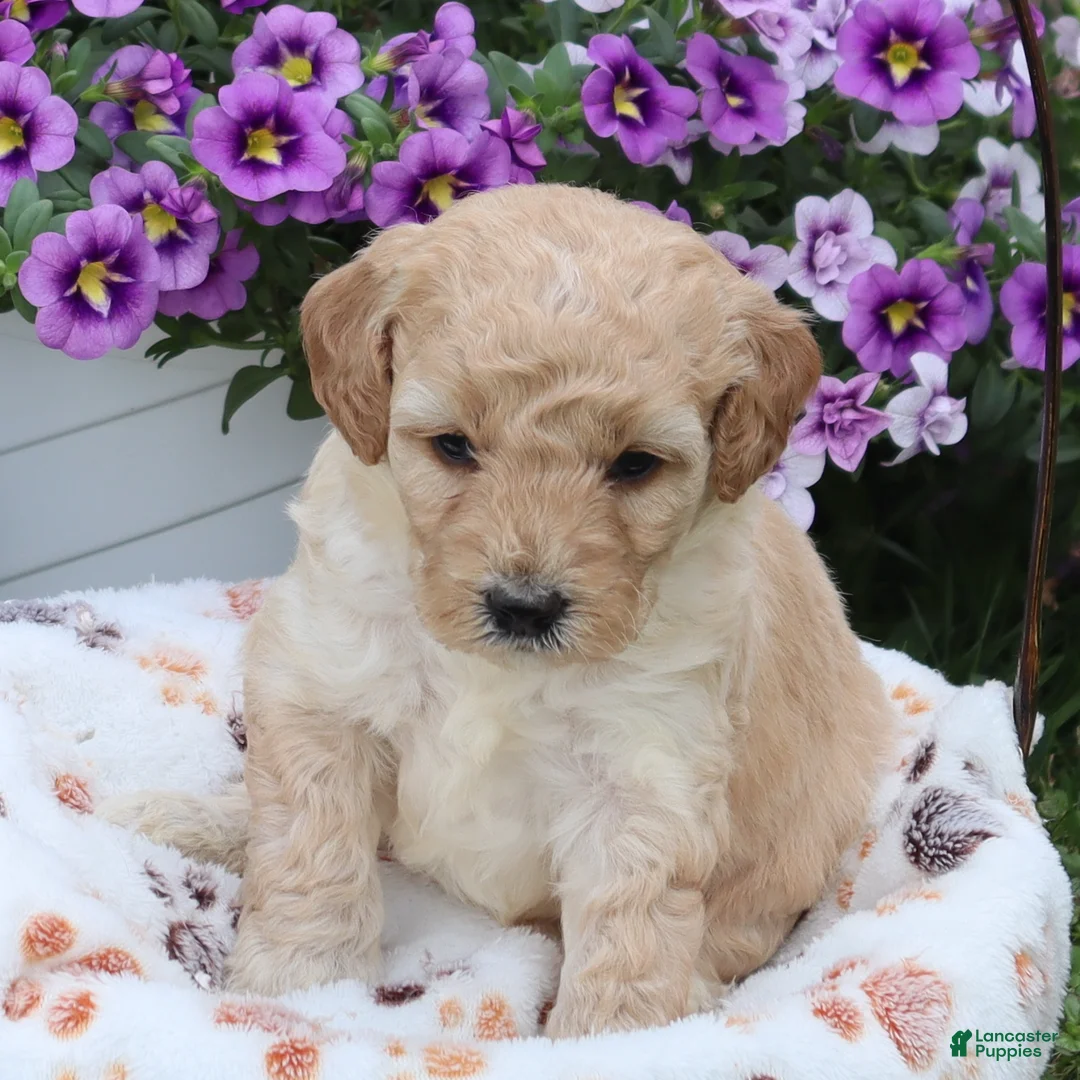 Mini Goldendoodle dogs for sale: Fluffy - Ad 1