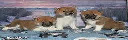 Shiba Inu dogs for sale: Julie - Ad 4