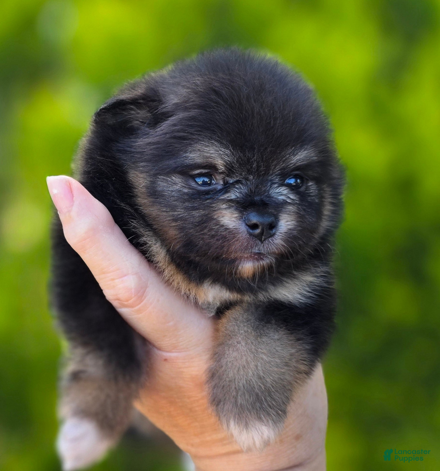 Pomeranian dogs Pomeranian Puppy 1 - Ad 1