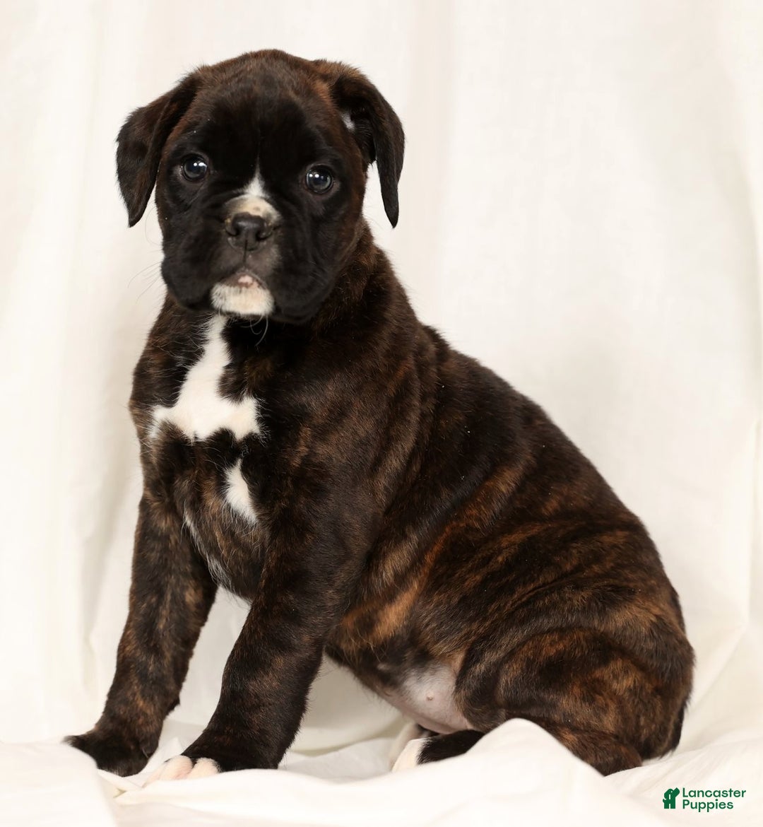 Boxer dogs for sale: Brinley - Ad 2