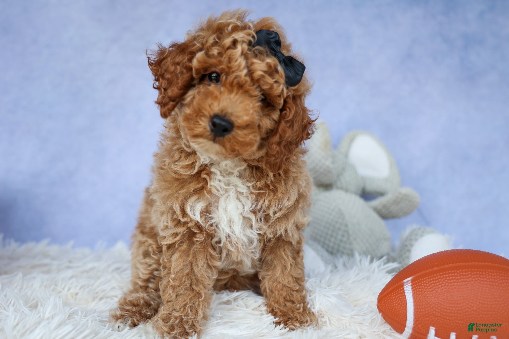 Miniature Poodle dogs WADE - Ad 1