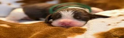 English Springer Spaniel dogs for sale: Liver Tri tick-Male - Ad 3