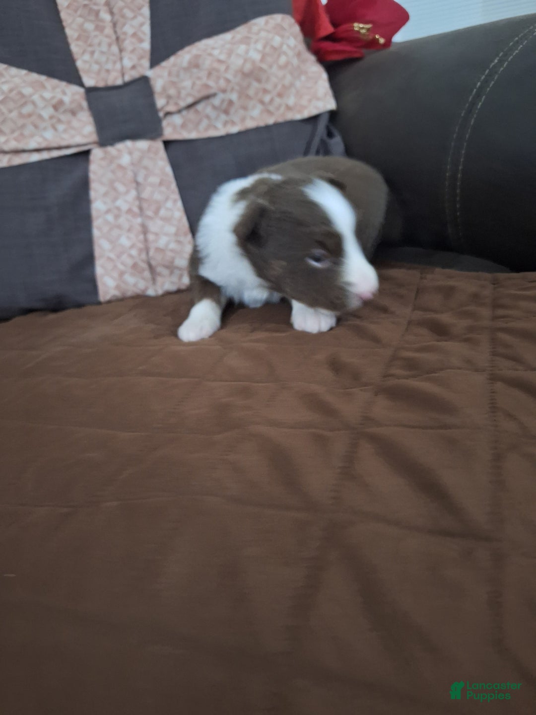 Miniature Australian Shepherd dogs for sale: Miniature Australian Shepherd Puppy 6 - Ad 1