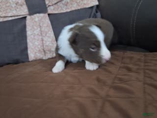 Miniature Australian Shepherd dogs Miniature Australian Shepherd Puppy 6 - Ad 13