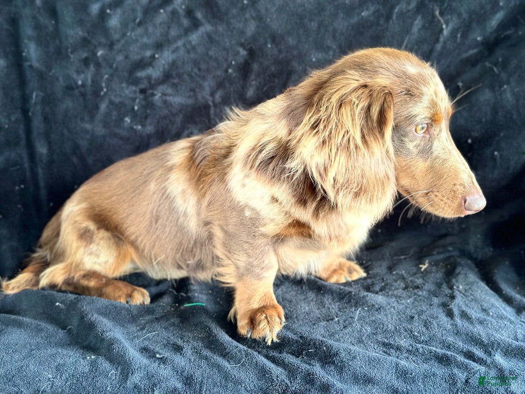 Miniature Dachshund dogs for sale: Miniature Dachshund Puppy Huey - Ad 9