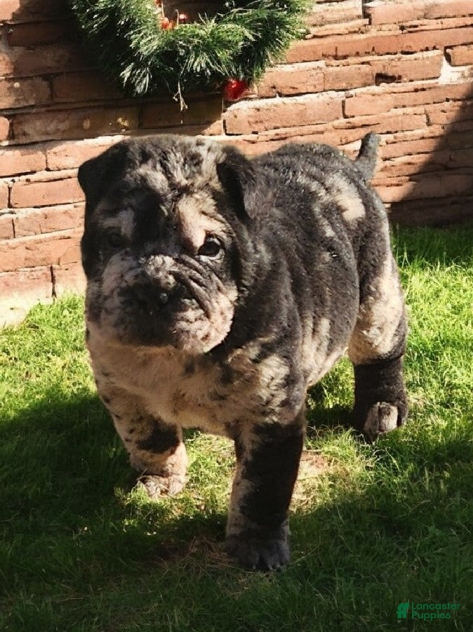 Shar Pei dogs Magic Mike merle mini - Ad 6