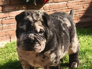 Shar Pei dogs Magic Mike merle mini - Ad 6