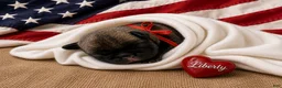Pug dogs for sale: Liberty - Ad 1