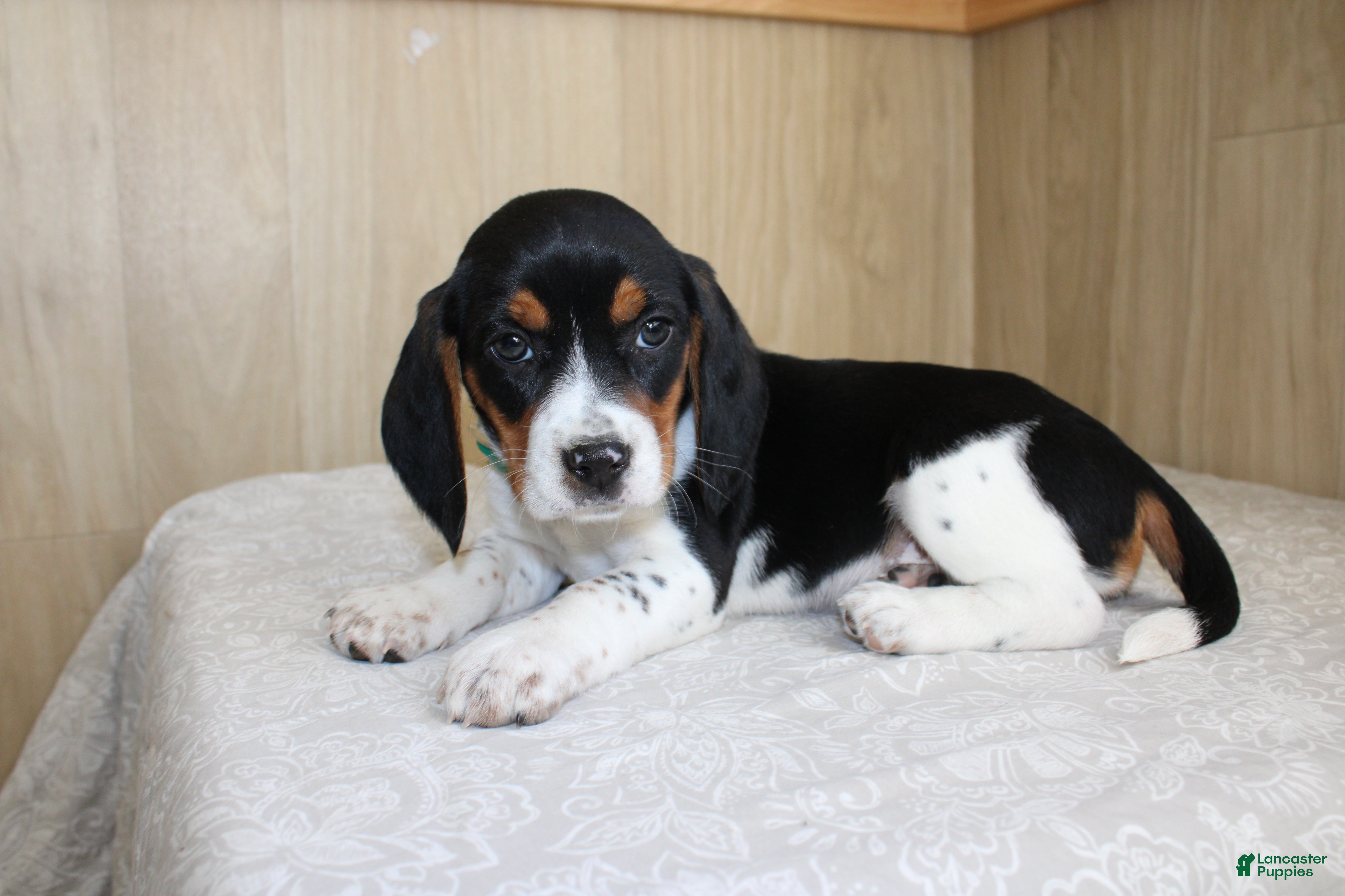 Beagle dogs Vernon - Ad 2