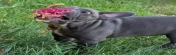 French Bulldog dogs for sale: Blue Bell! - Ad 3