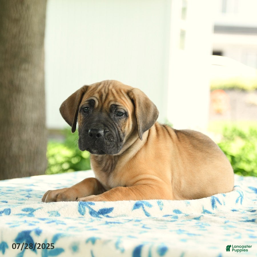 Boerboel Presa Puppies African Boerboel Dogs Boerboel Mastiff