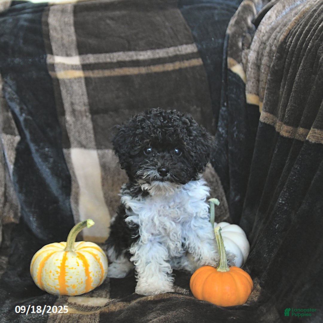 Toy Poodle dogs for sale: Kody - Ad 20
