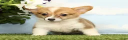 Welsh Corgi Pembroke dogs for sale: Kiwi - Ad 4