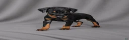 Doberman Pinscher dogs for sale: Azrael - Ad 1