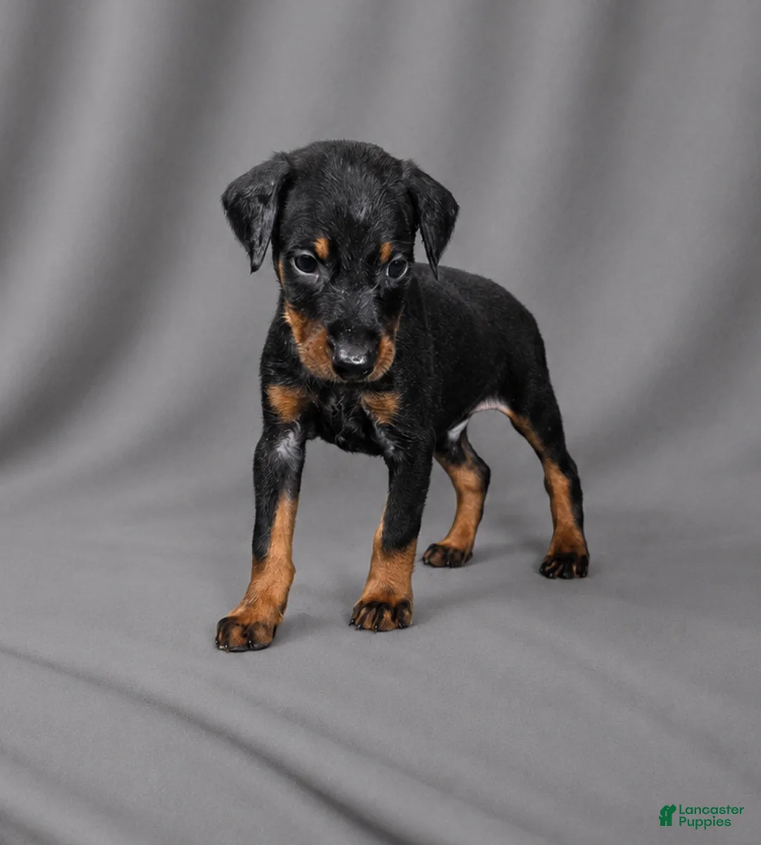 Doberman Pinscher dogs for sale: Azrael - Ad 1