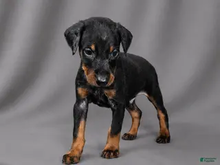 Doberman Pinscher dogs Azrael - Ad 12