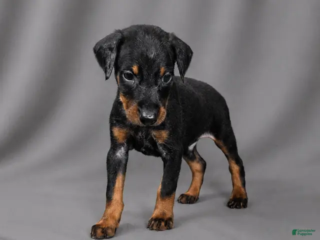 Doberman Pinscher dogs for sale: Azrael - Ad 39