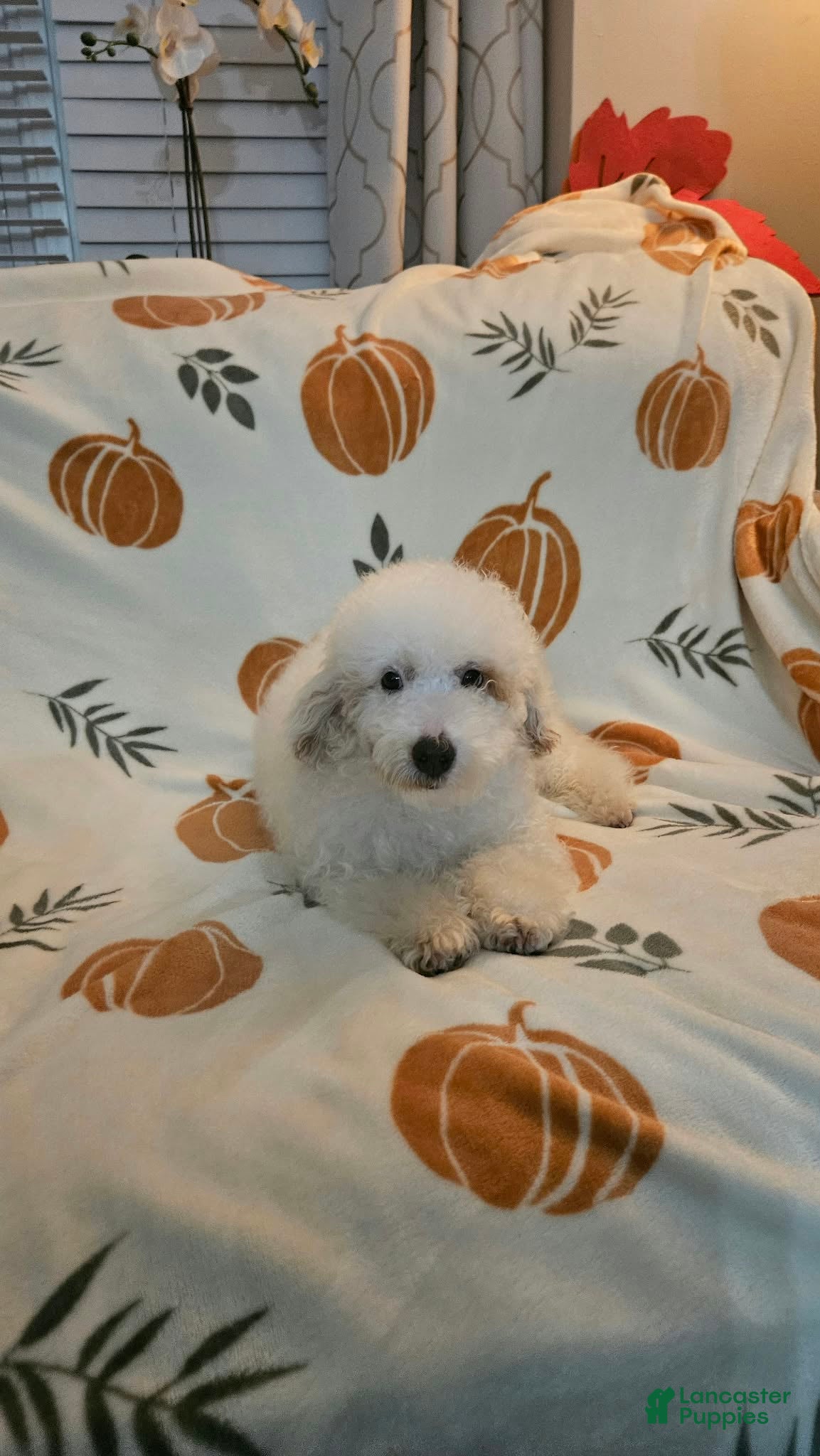 Toy Poodle dogs for sale: Teddy - Ad 2